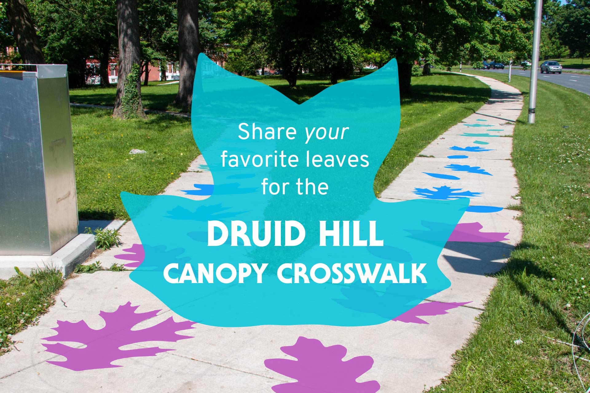Druid Hill Canopy Crosswalk Auchentoroly Terrace Druid Hill Canopy Crosswalk Auchentoroly Terrace