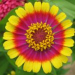 11571-close-up-of-a-colorful-zinnia-flower-pv