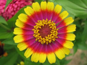 11571-close-up-of-a-colorful-zinnia-flower-pv